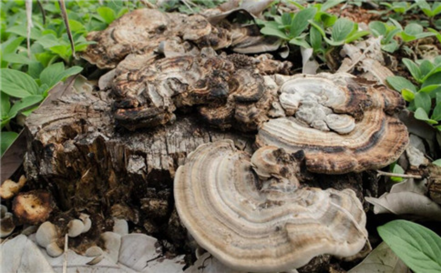 靈芝烘干工藝,靈芝有什么功效